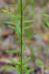 Boykin's milkwort